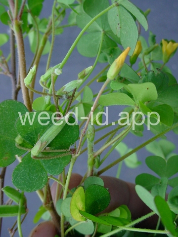 woodsorrel, creeping